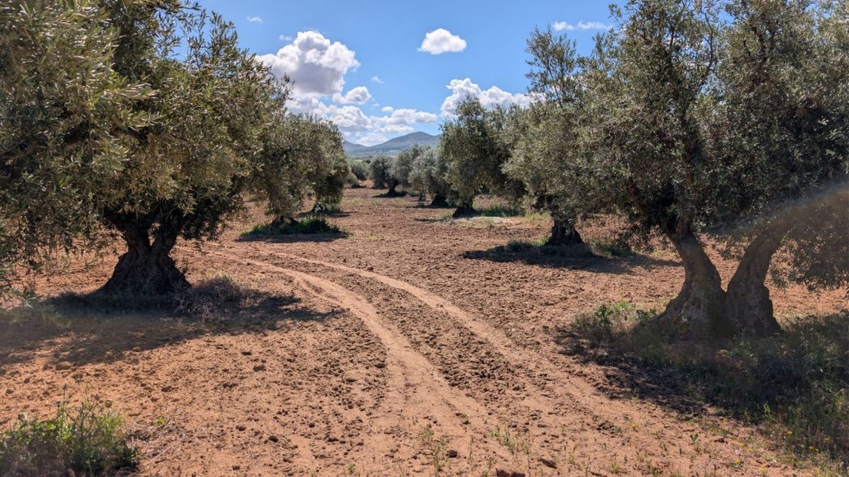 Unpaved rural track running between olive trees